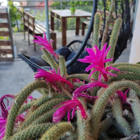 ホテル Zukas Hause アハルツィヘ エクステリア 写真